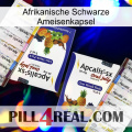 Africa Black Ant Capsule 12